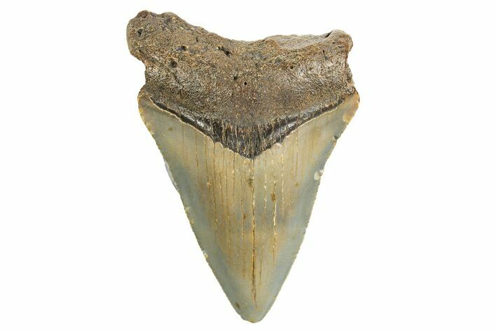 Serrated, Juvenile Megalodon Tooth - North Carolina #340964
